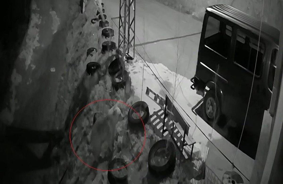 Bayburt’ta köye inen aç ayı kurdun tavşanı kovaladığı noktada yiyecek aradı