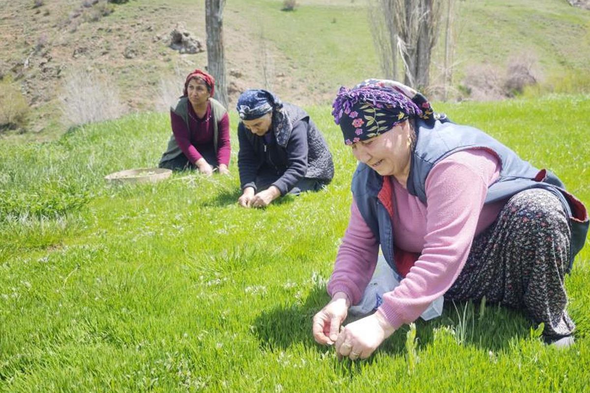 Jilet yardımıyla tek tek toplanıyor! Kilosu 200 TL