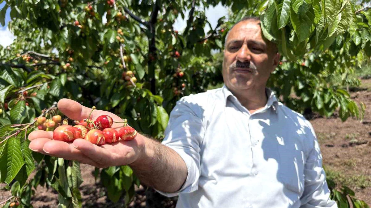 Tokat’ta aşırı yağışlar erkenci kirazı vurdu