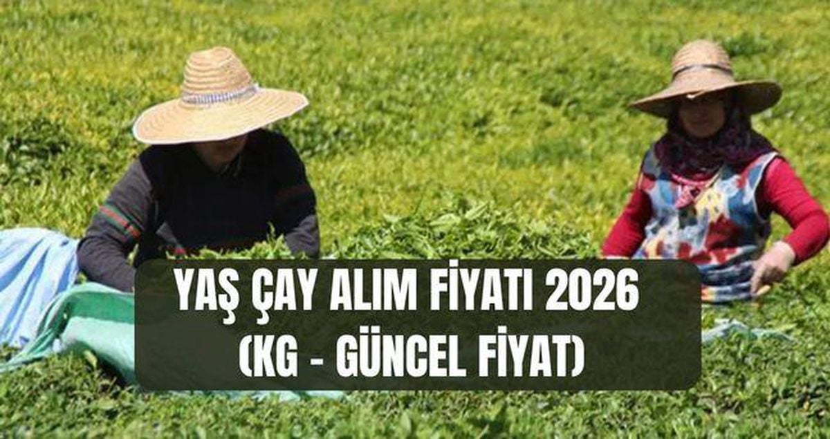 YAŞ ÇAY ALIM FİYATI 2026 (KG – GÜNCEL FİYAT) Yaş çay alım fiyatı ne kadar oldu, açıklandı mı?
